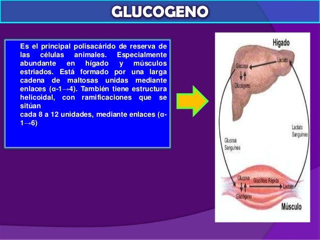 Homopolisacaridos y heteropolisacaridos pdf file